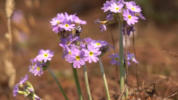 Algumas Prímulas Olhos Pássaros Florescendo Início Primavera — Vídeo de Stock