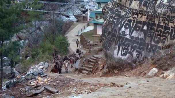 Lukla Nepál Března 2022 Řetězec Smečkových Koní Stezce Tábora Everest — Stock video