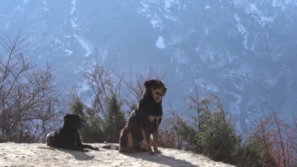 Dos Perros Descansando Junto Sendero Montaña Con Vistas Gran Valle — Vídeo de stock