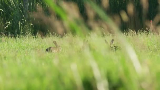 Três Lebres Orelhas Longas Pastando Prado Verde Exuberante Paralaxe Câmera — Vídeo de Stock