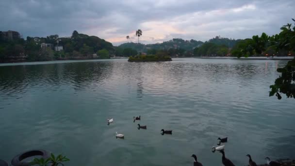 大群的白鸟在斯里兰卡美丽而平静的蓝色康提湖上飞翔 而有些鸟儿则决定朝另一个方向飞去 发射后自上而下的无人驾驶飞机 — 图库视频影像