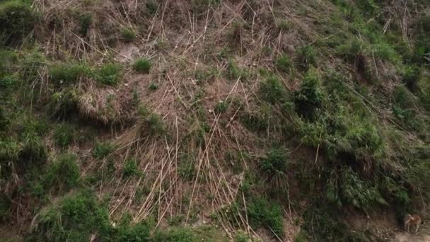 Troncos Árbol Bambú Caídos Pendiente Colina Concepto Cambio Climático Deforestación — Vídeos de Stock