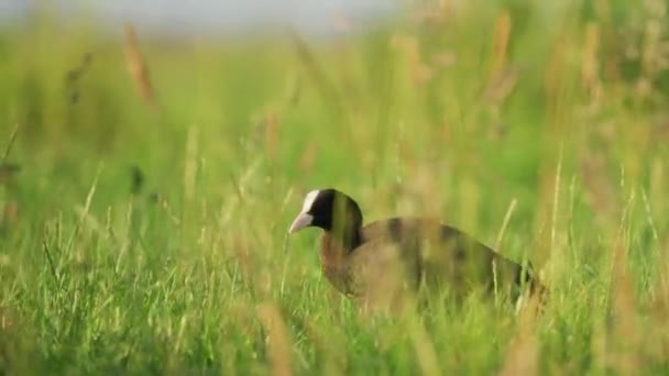Coot Bobbing Head While Lurking Tall Lush Grass Meadow Parallax — Stok Video