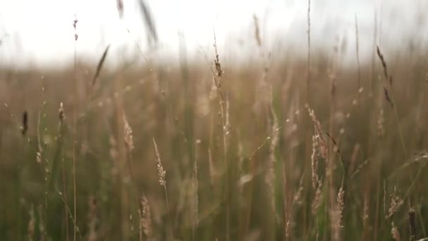 Small Water Droplets Forming Tall Dry Reed Grass Rainy Morning — Vídeo de stock
