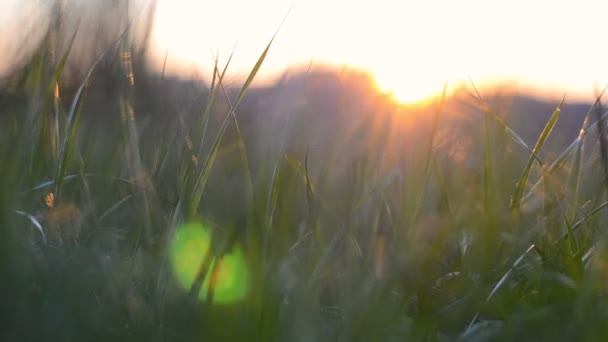 Lâminas Verdes Exuberantes Grama Frente Pôr Sol Vibrante Fechar Deslizante — Vídeo de Stock