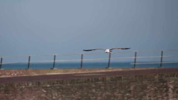 Seagull Fly Sail Camera Waterfront Promenade Slow Motion — Stock Video