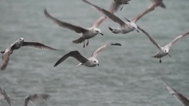 Grupo Gaviotas Volando Aleteando Alas Surfeando Fuertes Vientos Cámara Lenta — Vídeo de stock