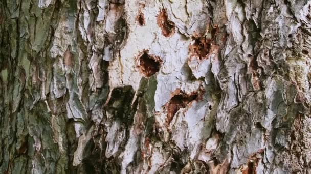 树皮在自然界中的紧密近视 动作缓慢 — 图库视频影像