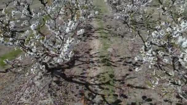 Nisan Ayı Başlarında Ağaçlar Çiçek Açarken Bir Dron Meyve Bahçesinin — Stok video