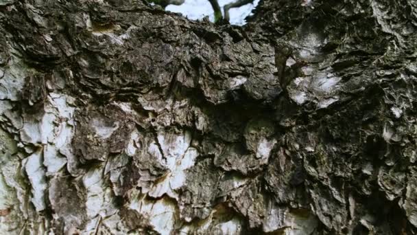 树皮在自然界中的紧密近视 动作缓慢 — 图库视频影像