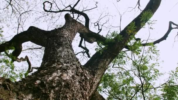 Zavřít Stromovou Kůru Přírodním Světle Zpomaleným Pohybem — Stock video