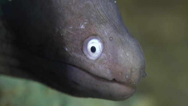 Beyaz Gözlü Moray Yılanbalığı Yüzü Kameraya Çok Yakın — Stok video