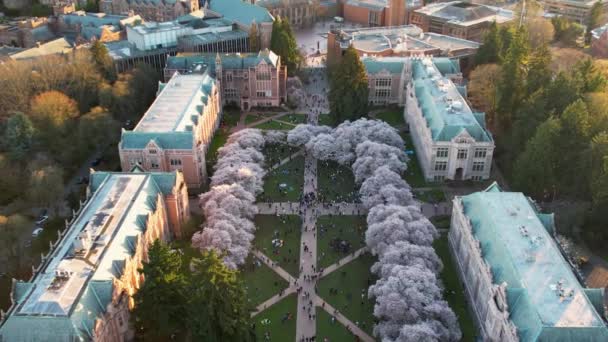 Затемнення Повітряного Пострілу Починаючи Вишневого Цвіту Університеті Вашингтона Закінчуючи Сіетл — стокове відео