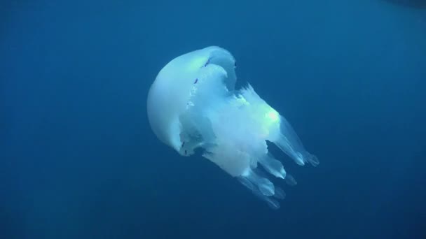 Grandes Medusas Blancas Deriva Bajo Superficie Mar Abierto Mar Mediterráneo — Vídeos de Stock