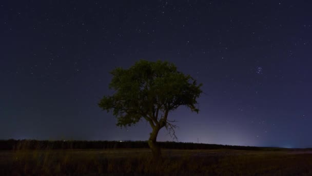 Timelapse Olive Tree Night — Video Stock