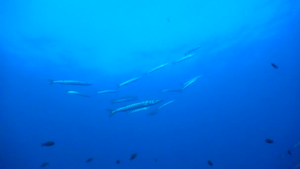 Kleine Groep Barracuda Zwemmen Blauwe Oceaan Net Onder Het Wateroppervlak — Stockvideo