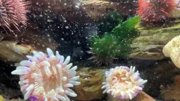 White Purple Tip Anemones Sea Urchins Scavenging Food — Video