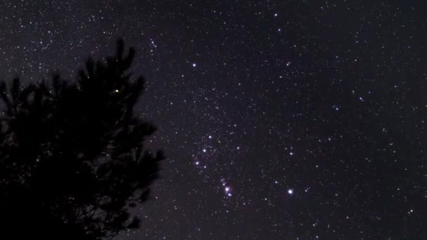 Orion Bei Nacht Mit Baum — Stockvideo