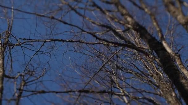 Vue Des Branches Arbres Bas — Video