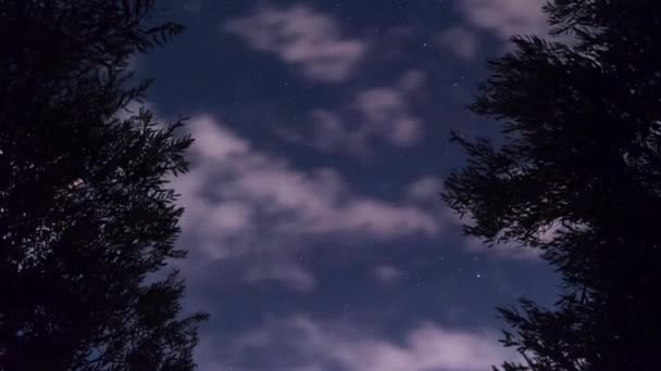 Ελαιόδεντρα Νύχτα Timelapse — Αρχείο Βίντεο