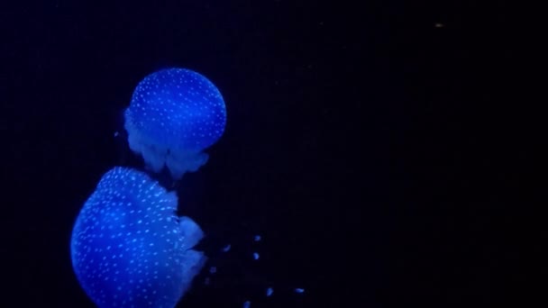 Liczne Meduzy Pod Wodą Głębinach Morza One Neonowy Błękitny Świecę — Wideo stockowe