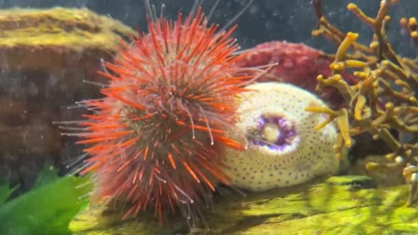Orange Sea Urchin Spiny Long Tube Feet — Stock Video