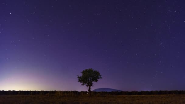 夜间在田野里一棵橄榄树的时间 — 图库视频影像