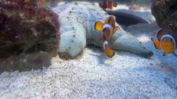 Almofada Estrela Mar Peixe Palhaço Fundo Mar — Vídeo de Stock