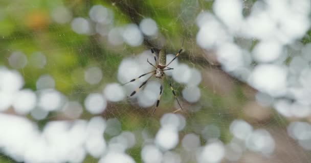 ネフィラ クラブとして科学的に知られる美しい黄金の絹のオーブ ウィーバー スパイダー クモの巣の周りを移動する 正面図 — ストック動画