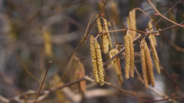 Walnussbaum Ohne Blätter Frühling — Stockvideo