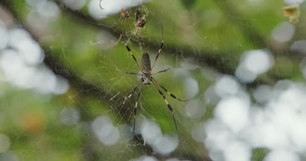 Piękny Złoty Jedwabny Orb Weaver Spider Naukowo Znany Jako Nephila — Wideo stockowe