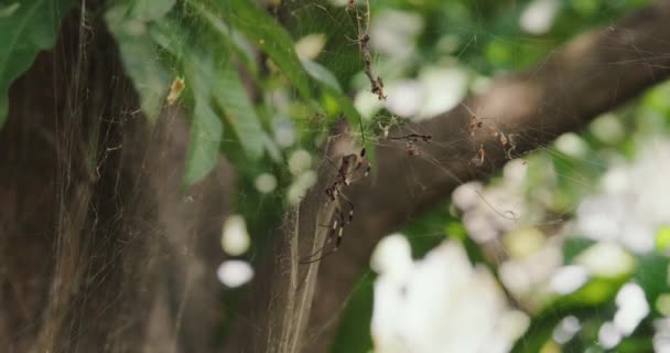 Gyönyörű Golden Silk Orb Weaver Spider Tudományos Nevén Nephila Clavipes — Stock videók