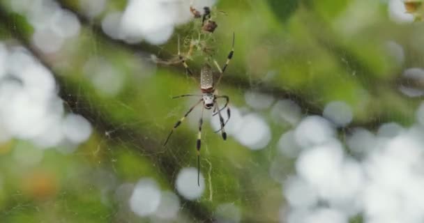 Όμορφη Χρυσή Μεταξωτή Σφαίρα Weaver Spider Επιστημονικά Γνωστή Nephila Clavipes — Αρχείο Βίντεο