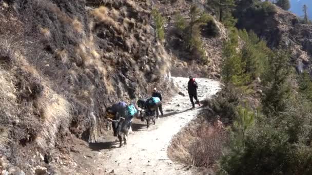 尼泊尔Namche Bazaar 2022年3月14日 前往珠穆朗玛峰大本营途中的一群牦牛 — 图库视频影像