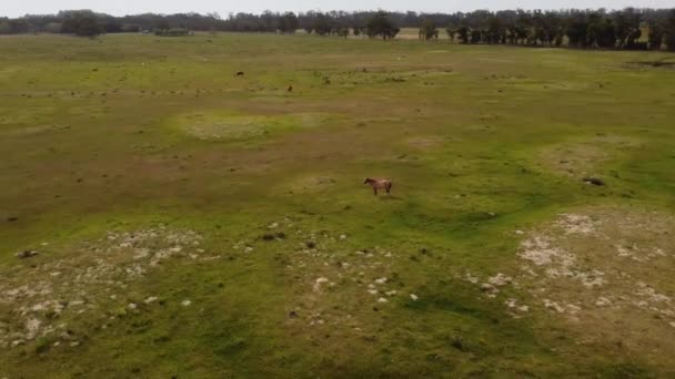 Letecký Orbitální Záběr Volných Pasoucích Koní Velkém Louce Divočině Argentiny — Stock video