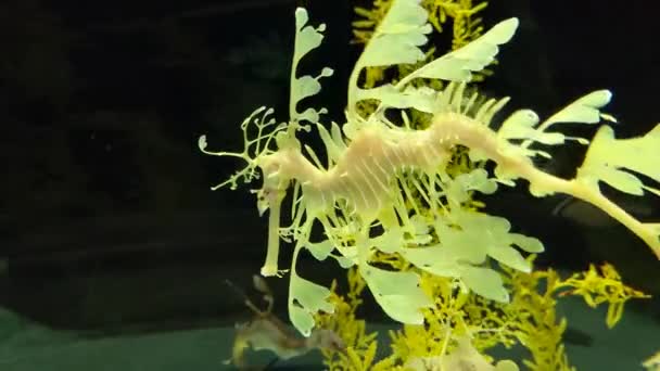 Leafy seadragon underwater in the ocean. Also known as a leafy seahorse taken from an aquarium, underwater fish. Looks like seahorse with seaweed.
