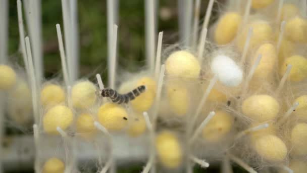 Close Silkworm Farm — Stockvideo