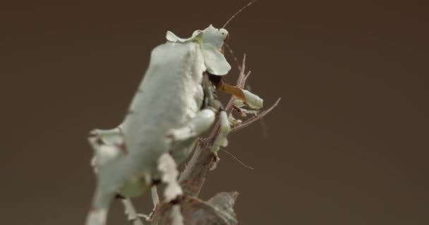 Cryptic Orthoptera Cricket Sits End Twig Cleaning Moving Its Antenna — Stock Video