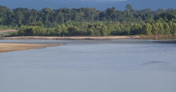 Inclinado Sobre Suave Río Tambopata Pequeña Isla Boscosa Perú — Vídeo de stock