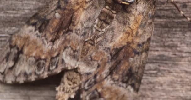 Dolly Shot Brown Hawk Moth Wings Close Bark — Vídeo de stock