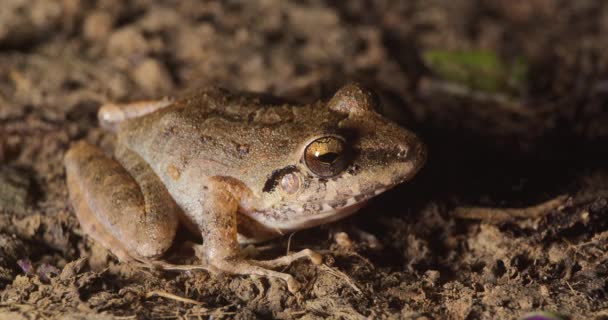 Small Brown Frog Sits Motionless Camouflaged Jungle Floor Tambopata Peru — стокове відео