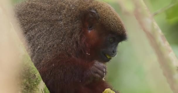 Dusky Titi Monkey Eating Fruit Sitting Branches Moves Away — Vídeo de Stock