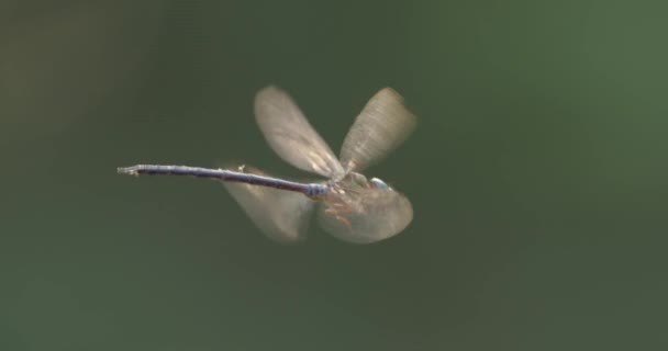 Verlichte Libelle Zweeft Beweegt Dan Weg Groene Achtergrond — Stockvideo