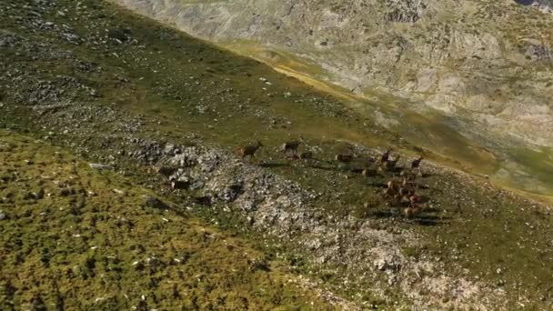 Widok Lotu Ptaka Wokół Stada Dzikich Jeleni Alpach Włoch Krążący — Wideo stockowe