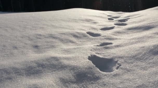 Tilt Footprints Hill Snowing Day — Wideo stockowe