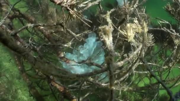 在爱沙尼亚的一个清澈的湖中 欧洲栖木 Perca Fluviatilis 用卵线在水下树枝上产卵 — 图库视频影像