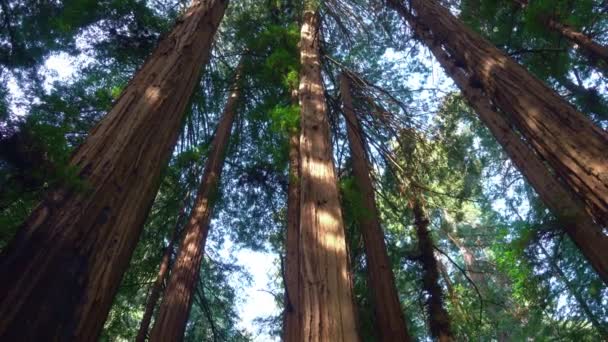 Κάτω Προς Πάνω Πλάνο Δείχνει Γιγαντιαία Ξύλινα Δέντρα Κοκκινόξυλου Καλιφόρνια — Αρχείο Βίντεο