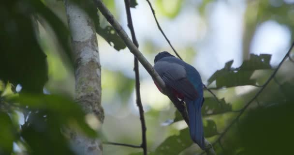 Black Tailed Trogon Perches Branch Quickly Flies Away Tambopata Close — Video Stock