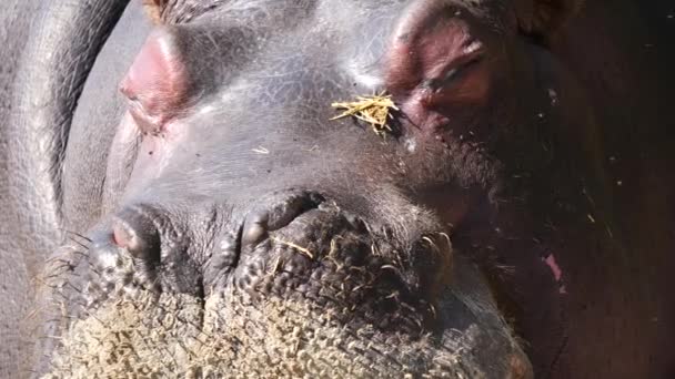 Macro Primer Plano Hipopótamo Salvaje Con Los Ojos Cerrados Disfrutando — Vídeo de stock