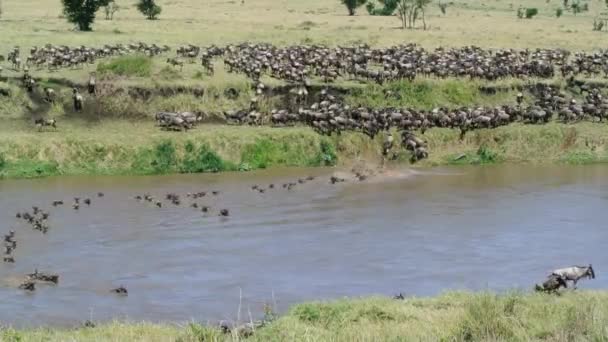 Large Herd Wildebeest Crossing Mara River Annual Migration Serengeti Tanzania — стоковое видео